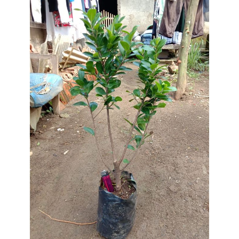 bibit bahan bonsai ficus bringin compacta