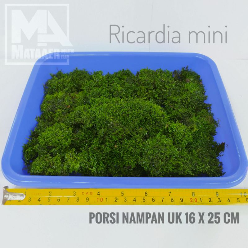 Moss Ricardia mini full air porsi nampan 16x25cm moss aquascape