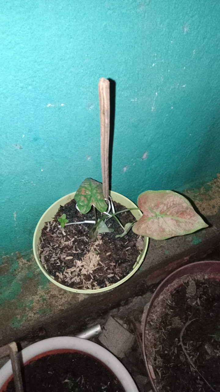 Keladi Green Spider Gratis Karantina