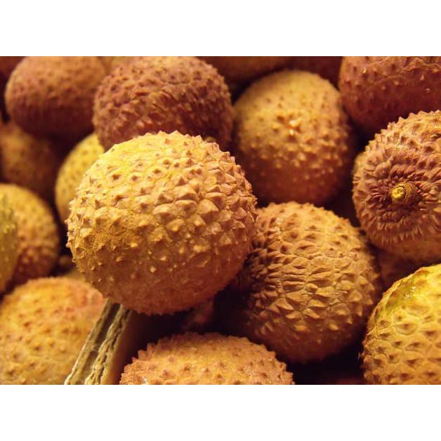 dm” biji benih tanaman buah  kelengkeng aroma durian