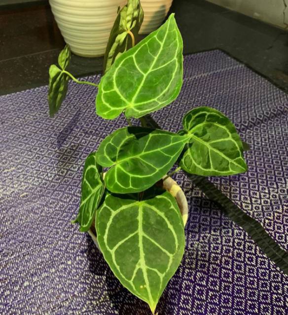 Tanaman hias anthurium cyrstallinum kuping gajah mini -tanaman kuping gajah mini