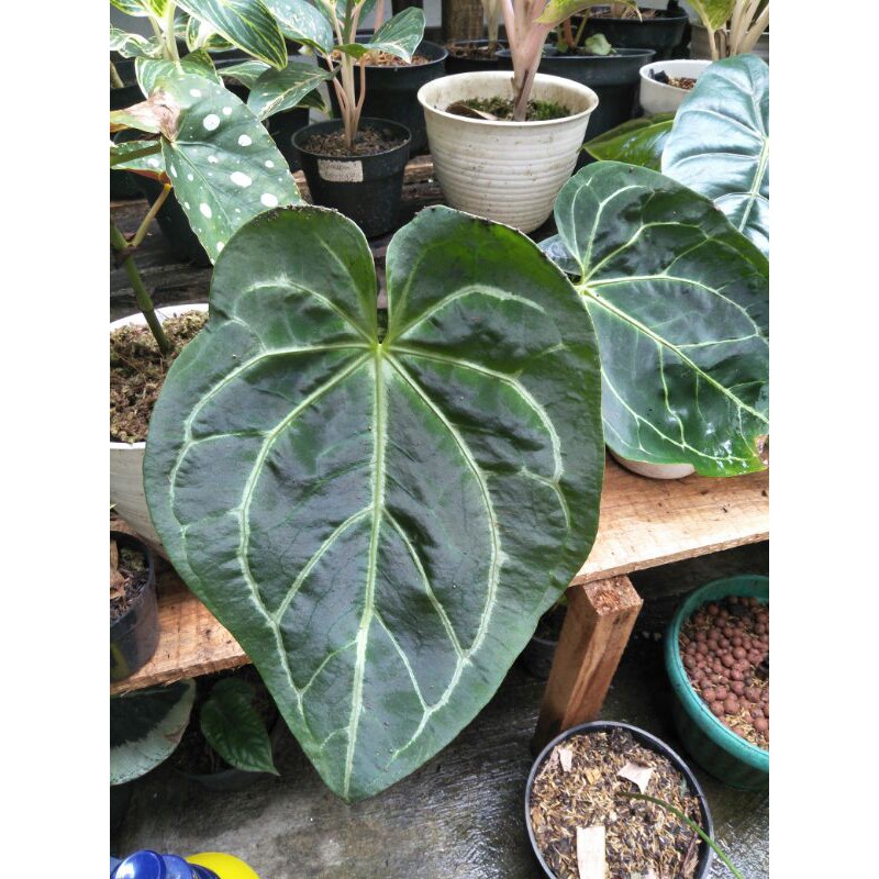 kuping gajah magnificum