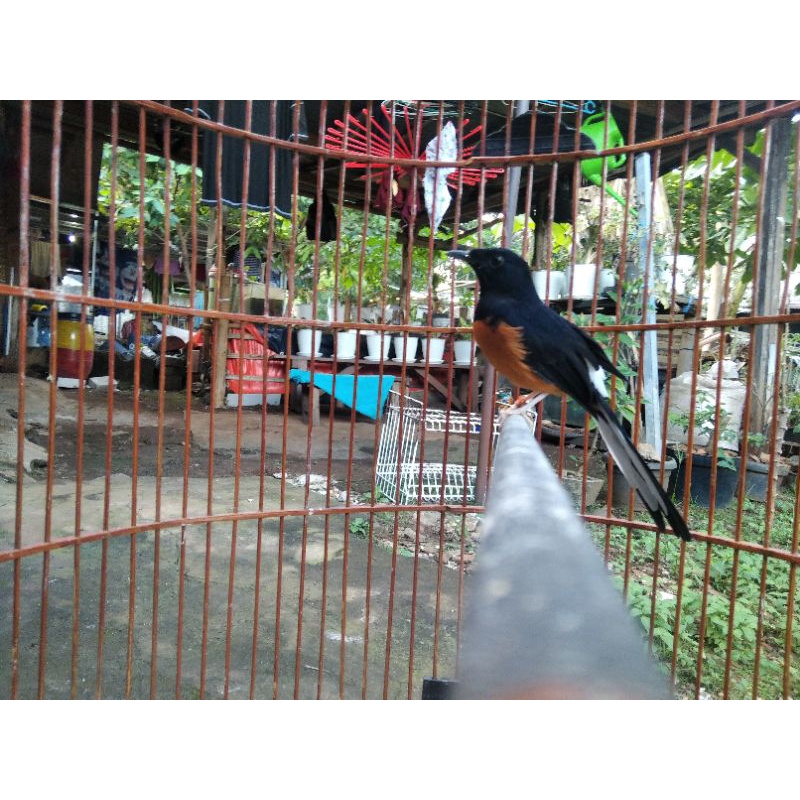 murai batu medan gacor