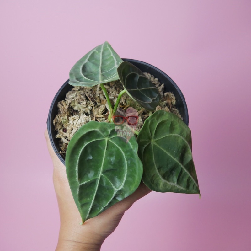 Anthurium Forgetii Original