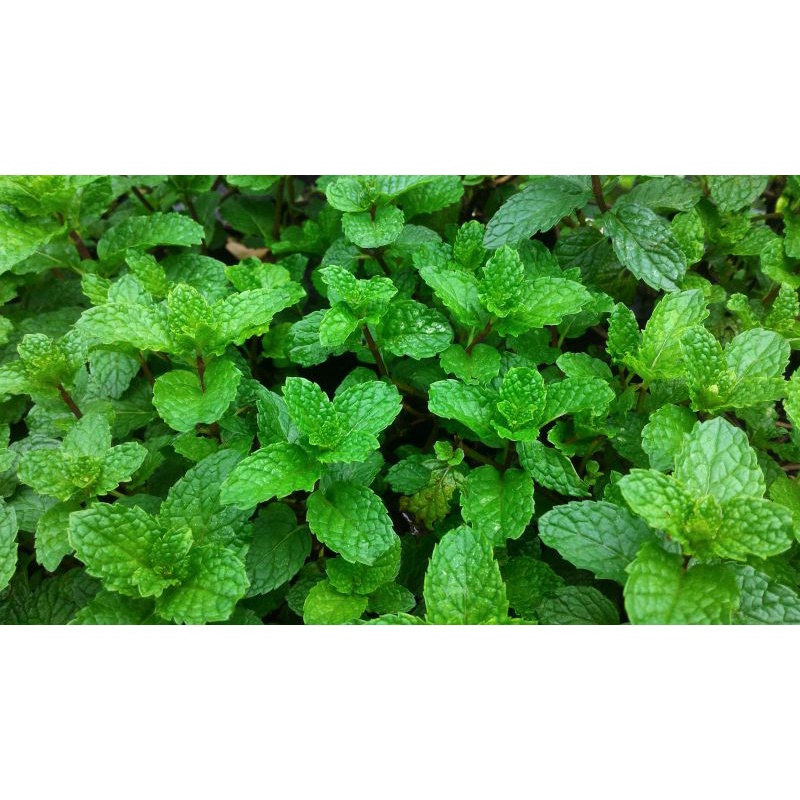 bibit daun mint daun herbar alami