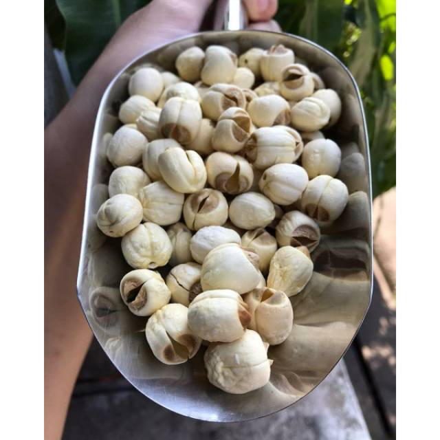 

Biji Teratai 50gr