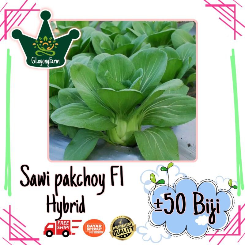 Benih Bibit Sawi Pakcoy F1 Hybrid kwalitas Terbaik Pakchoy Benih Bibit Sawi Pakcoy F1 Hybrid kwalitas Terbaik Pakchoy