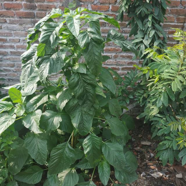 Benih bayam raja / bayam petik