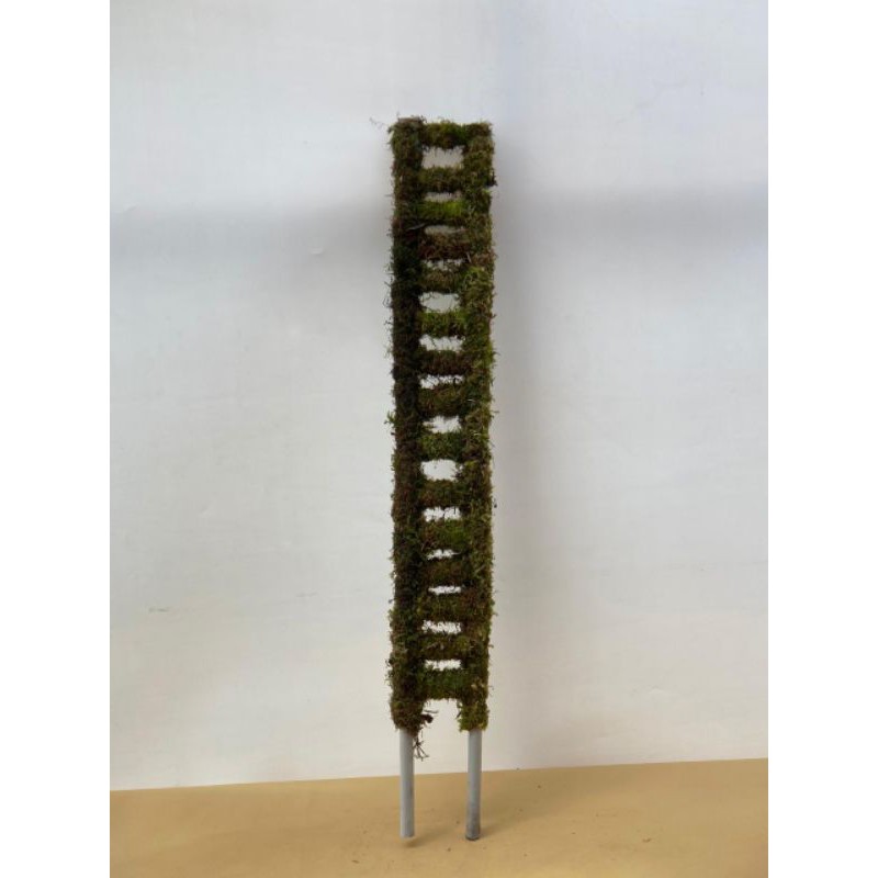 TURUS TANGGA LUMUT HIDUP