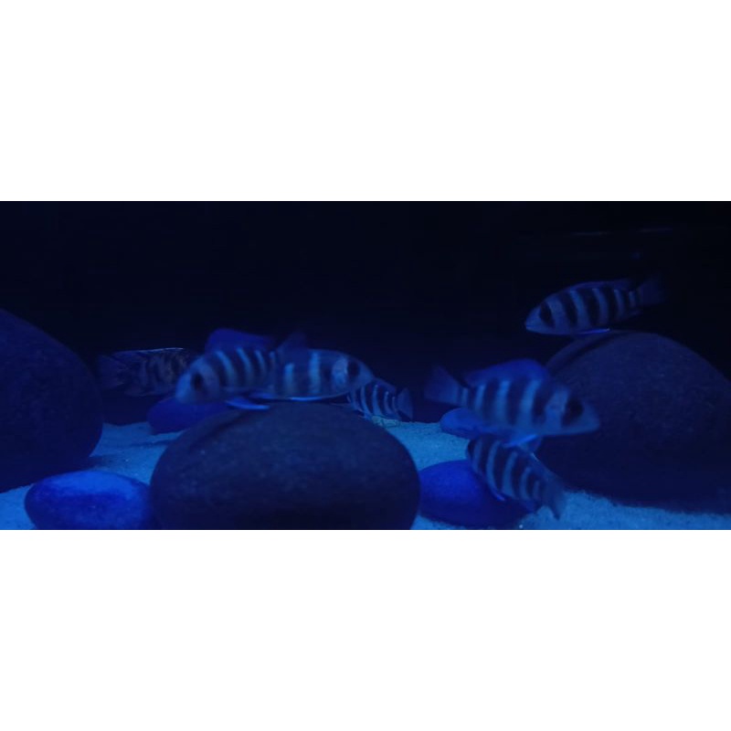 Frontosa burundi cichlid