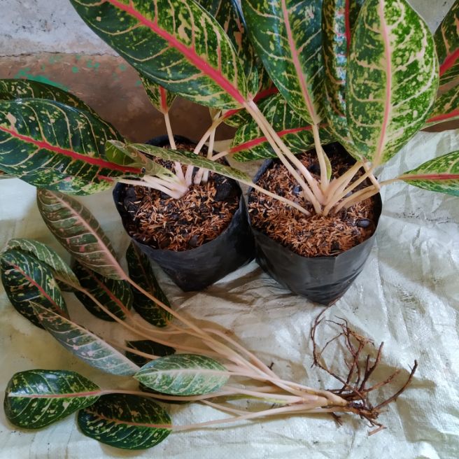 tanaman hias hidup aglonema jenis donacarmen