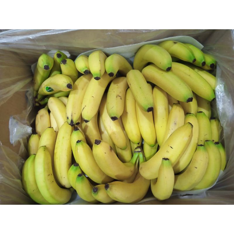 

Buah Pisang cavendish sunpride murah berkualitas bergaransi