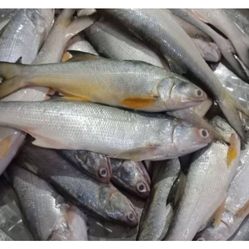

Ikan Kuro Fresh 1kg