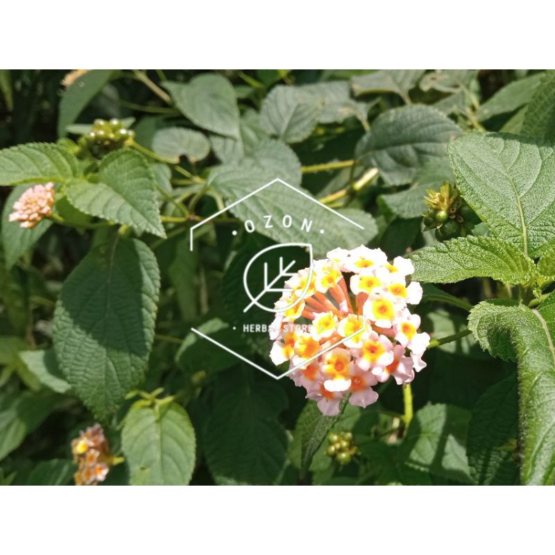 

Daun Lantana Camara Tembelekan Segar Kemasan 1kg
