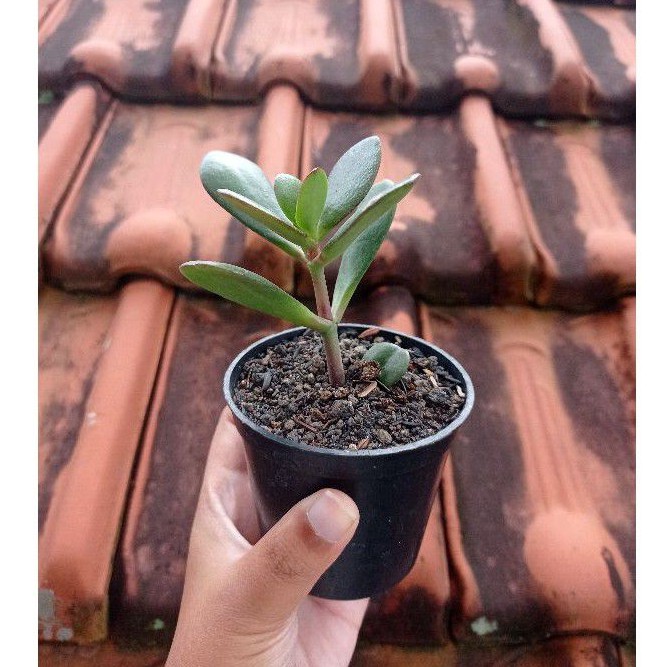 Sukulen - Succulent - Kaktus Crassula Ovata (Jade Plant)