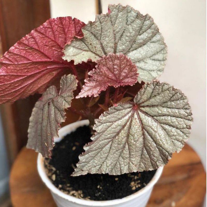 BEGONIA#Begonia silver pink