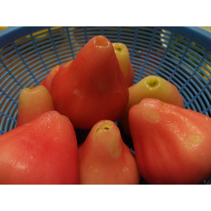 

Jambu Air