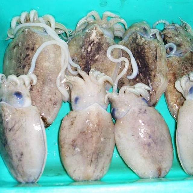 

SOTONG BALAKUTAK (430Gr)