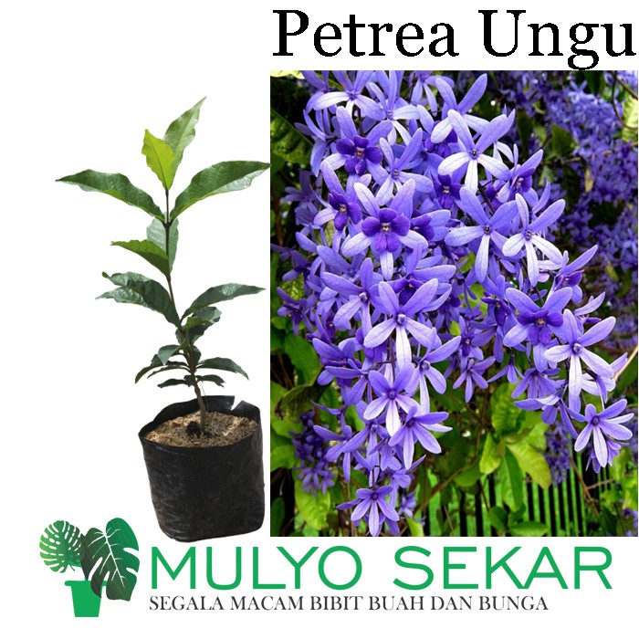 Bunga Merambat Petrea biru - Tanaman Hias Merambat Bunga Petrea - Bunga Rambat Patrea