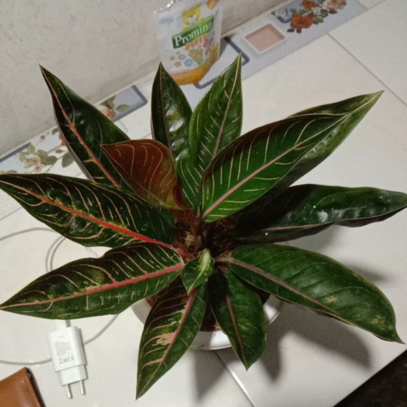 AGLONEMA BLACK POS JUMBO UNGGULAN SUPER