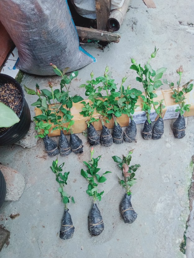 Paket Tanaman Bunga Mawar Mix 12 Pohon (1kg)
