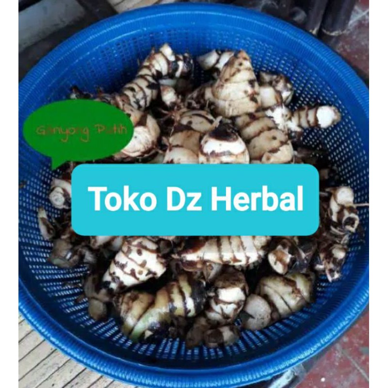 

Jual Umbi Ganyong Putih Fresh 1000 gram-az