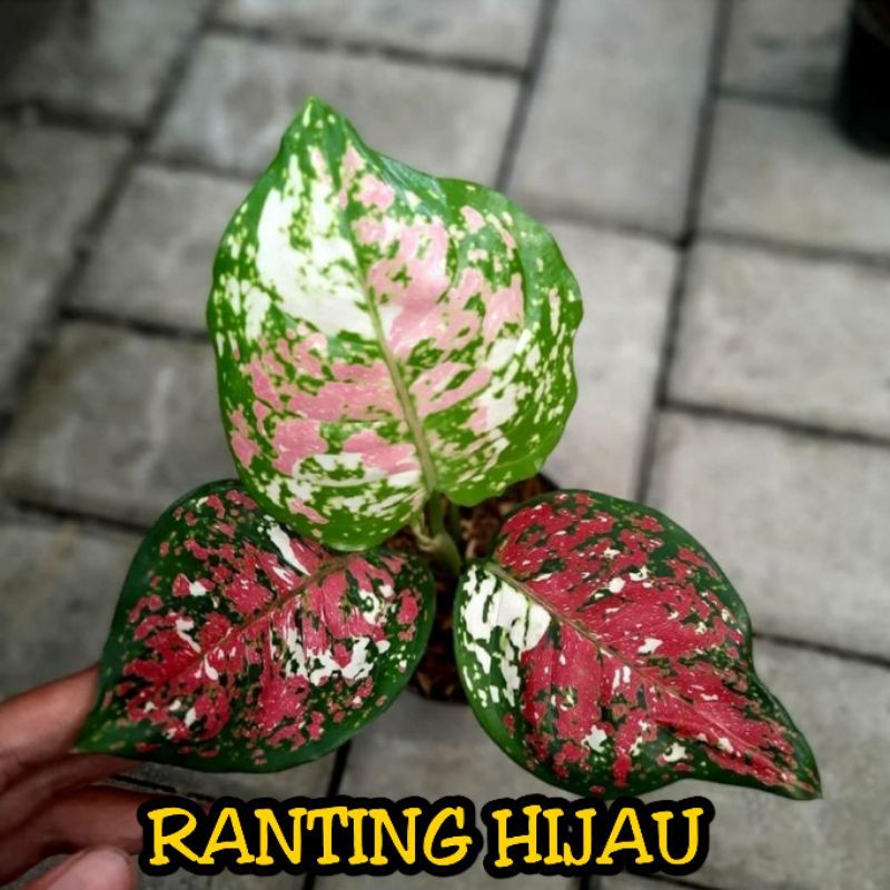 bunga aglonema three colour/tree colour/tricolour/tri colour