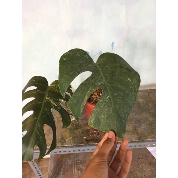 Monstera King Deliciosa Varigata