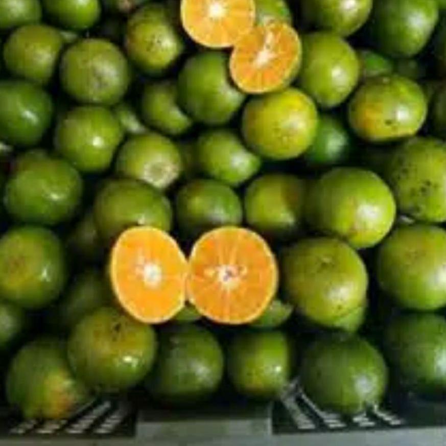 

✅Diamond Promo RENGGANIS - JERUK KEPROK SEMBORO 1500gr | TERPOPULER | VIRAL | TIKTOK