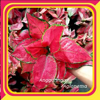 Ag Red Anjamani Bunga  Tanaman Hias Aglaonema Remaja Red 