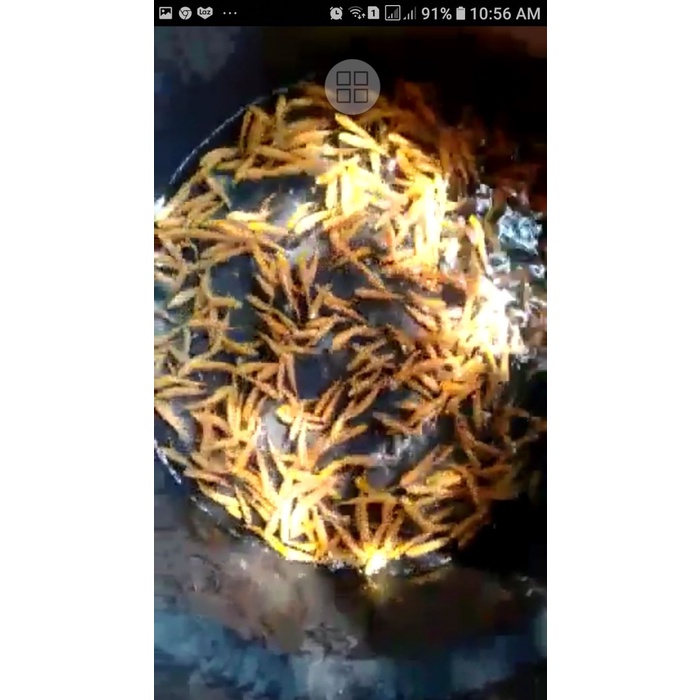 Ikan terapi nilem lemon hidup / 25 ekor