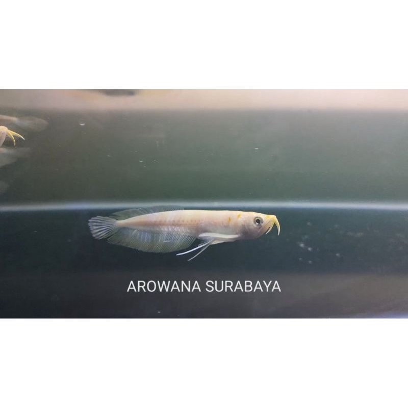 Arwana Silver Albino Serat Merah 7-8 cm, Bonus Sticker