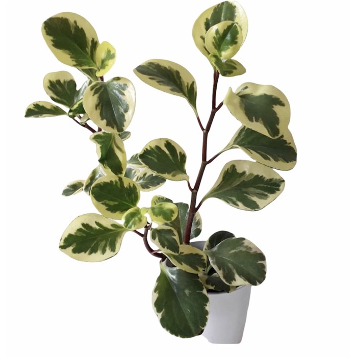 Tanaman hias jade plant variegata-tanaman hidup -tanaman hias hidup-tanaman hidup(bunga hidup-bunga hidup murah-tanaman hias bunga hidup asli-kembang)