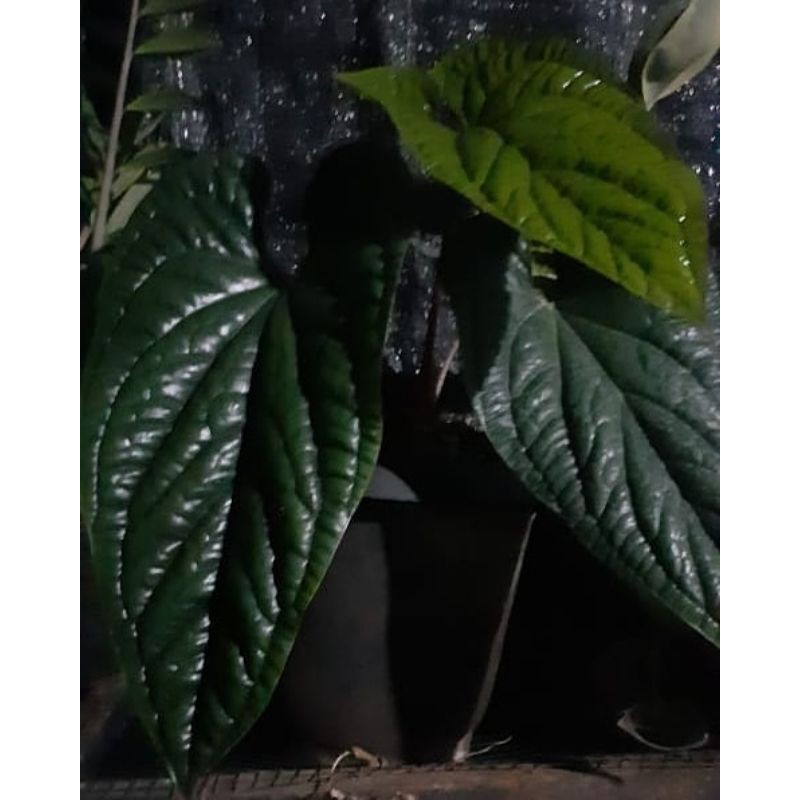 anthurium sirih luxurians x radicans (5 daun)