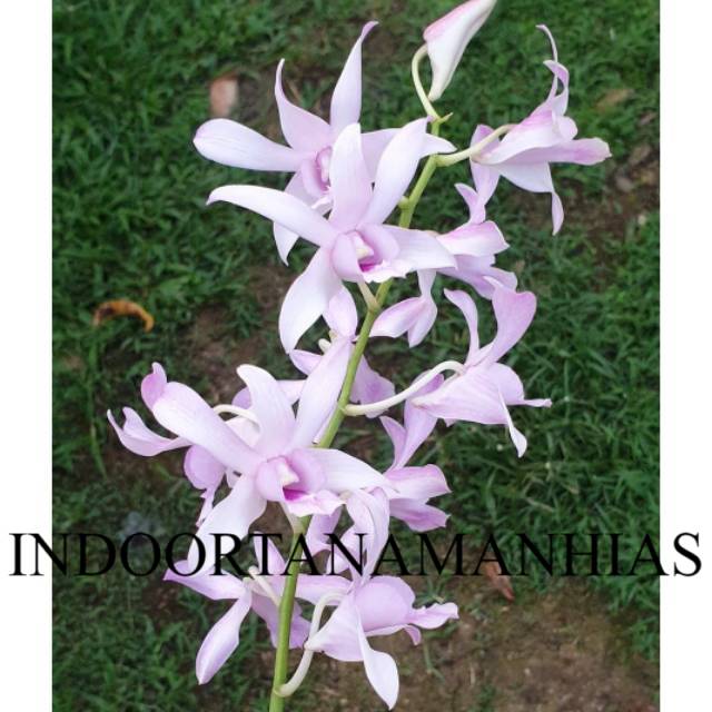 PROMO BIBIT Anggrek Dendrobium Chanel