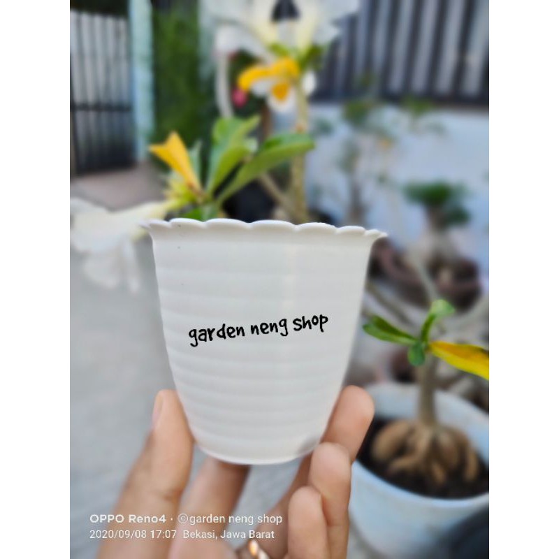 POT NEW TAWON 7 PUTIH 7.5 CM POT BUNGA PUTIH PLASTIK VAS BUNGA KECIL- POT MINI