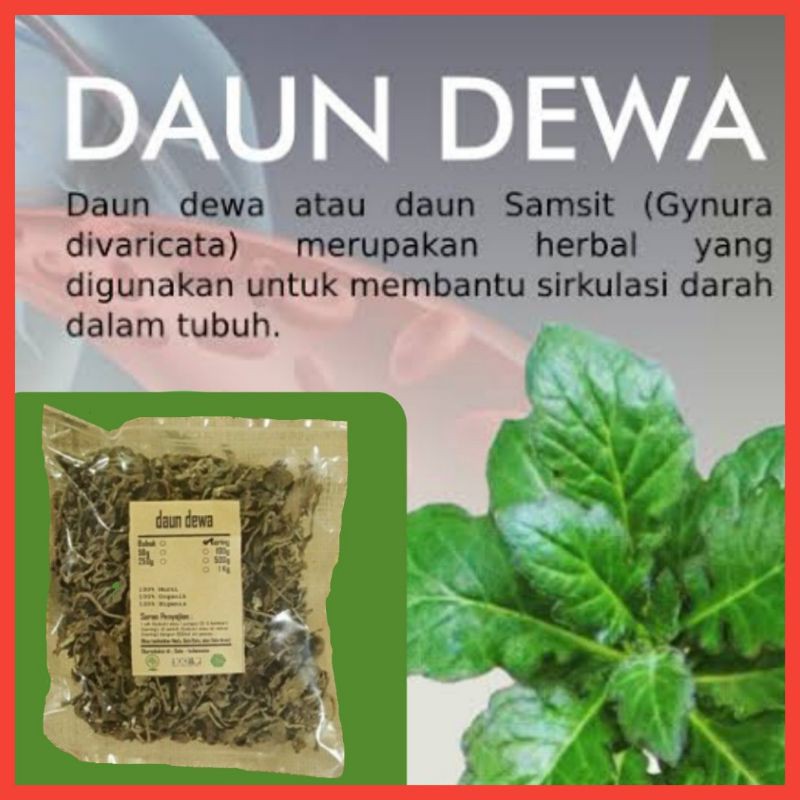 

DAUN DEWA / SAMSIT KERING 500 GRAM - Gynura Divaricata - MURNI -