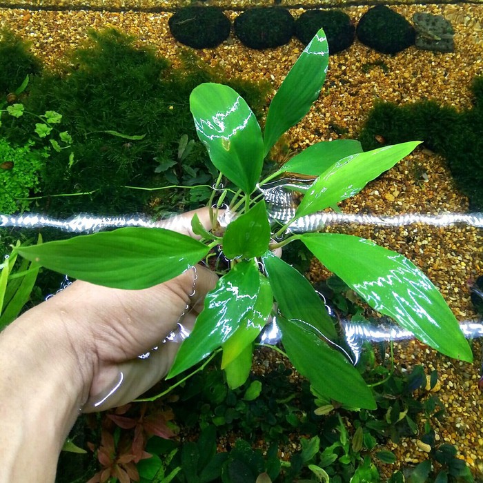 Anubias SP / Anubias Lokal