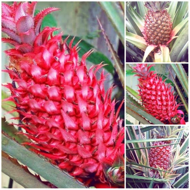 

nanas muda merah segar 500g