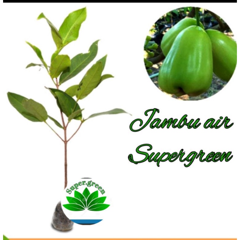 Bibit jambu air super green