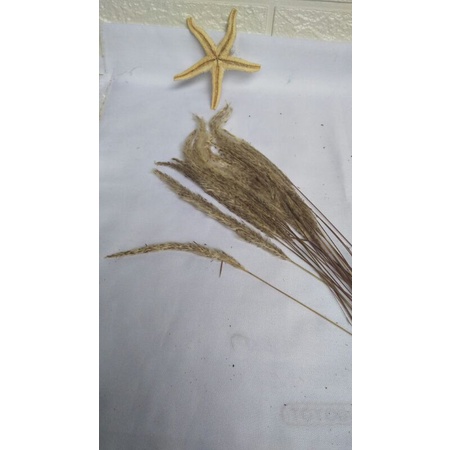 termurahhiasan rustic ilalang asli kering/dekorasi hiasan rustic daun kering cantik kekinian untuk f
