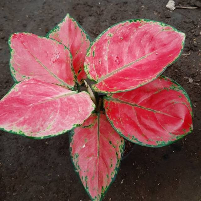 Bunga Aglonema Katrina - Tanaman Hias Aglonema Katrina