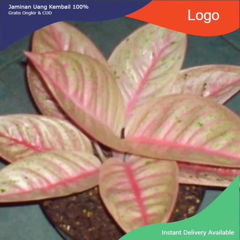 Aglonema Moonlight (Anakan) /baby