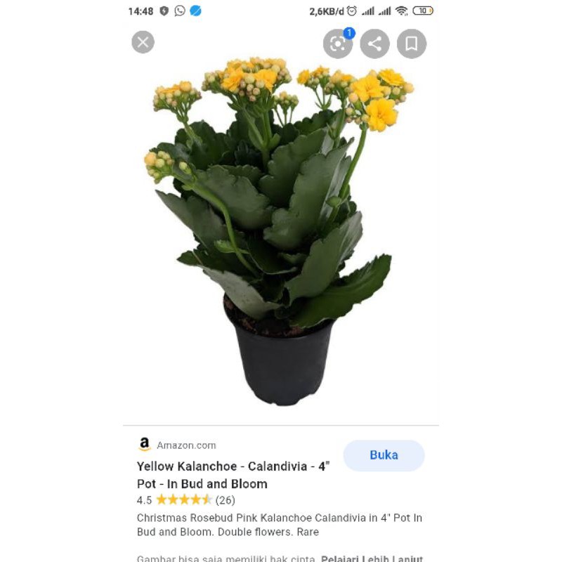 

calanchoe