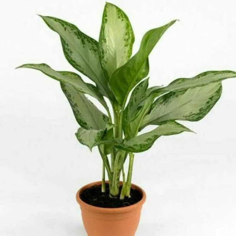 Aglomema chines green