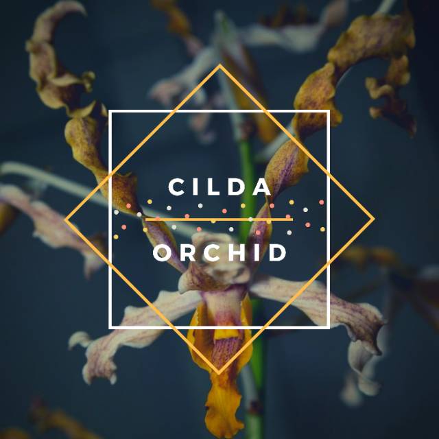 cilda.orchid