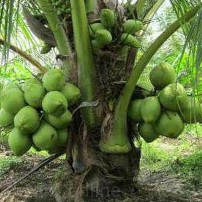 Bibit Buah KELAPA HIBRIDA / bibit pohon kelapa hibrida hijau