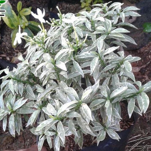 [COD] Tanaman Hias Rombusa Bunga Rombusa Salju Tanaman Rombusa Salju Rombusa Hijau Murah Meriah