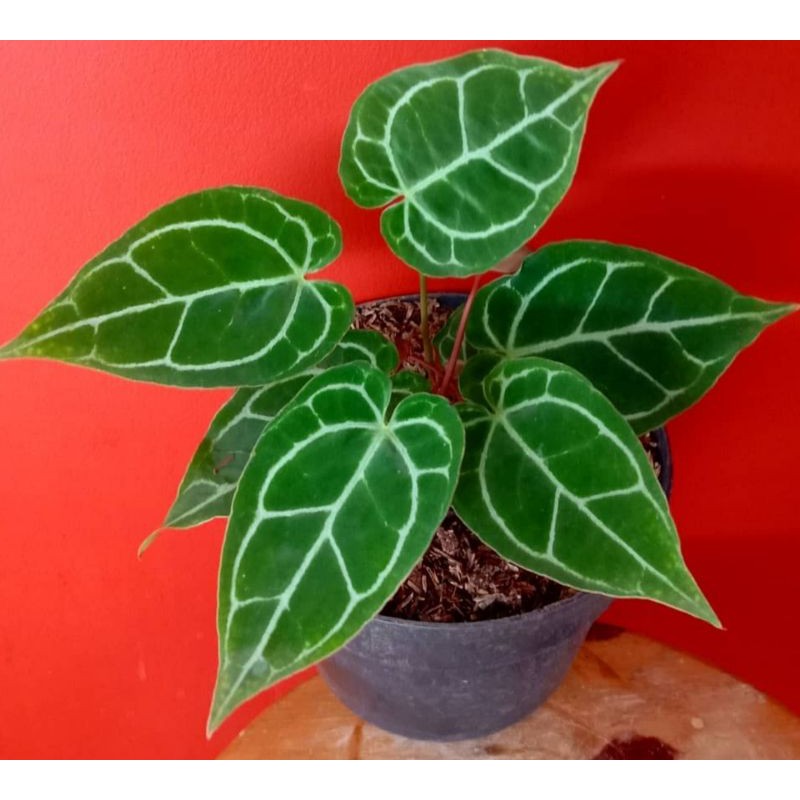 Tanaman hias kuping gajah crystalinum / Tanaman kuping gajah mini