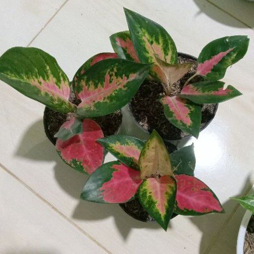 PAKET 3 AGLONEMA KOCHIN HYBRID